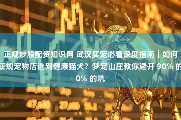 正规炒股配资知识网 武汉买宠必看深度指南｜如何在正规宠物店选到健康猫犬？梦宠山庄教你避开 90% 的坑